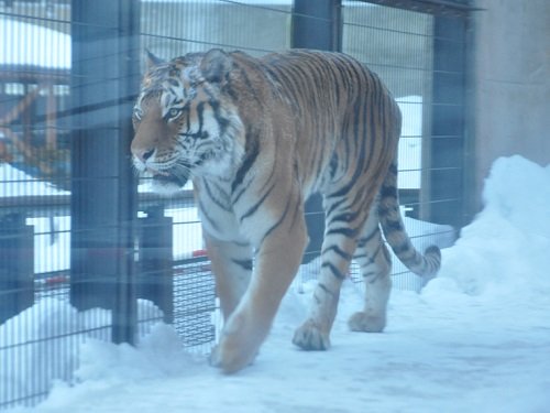 2月10日 雪あかりの旭山動物園 アムールトラ キリル