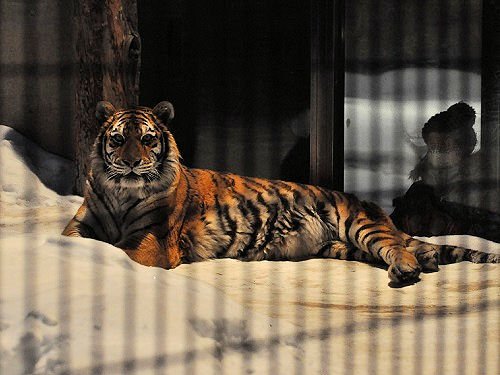 ２月１１日　雪あかりの旭山動物園　アムールトラ　のん