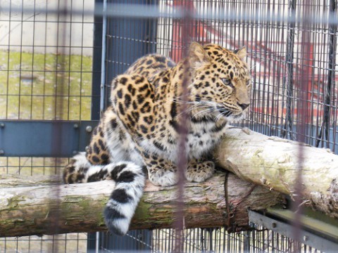 4月5日　旭山動物園　アムールヒョウ　ロシアからやってきたメス