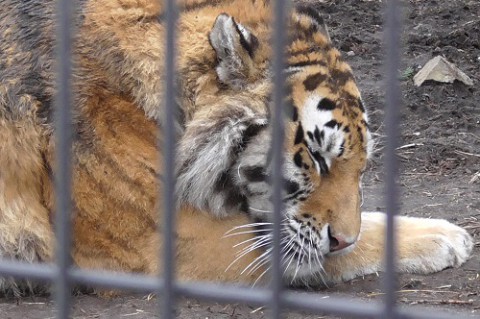 4月5日　旭山動物園　アムールトラ　初めてザリアに会いました