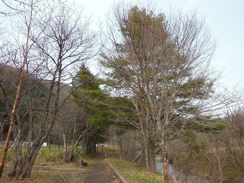4月28日 滝上町 錦仙峡と濁川のコブシ
