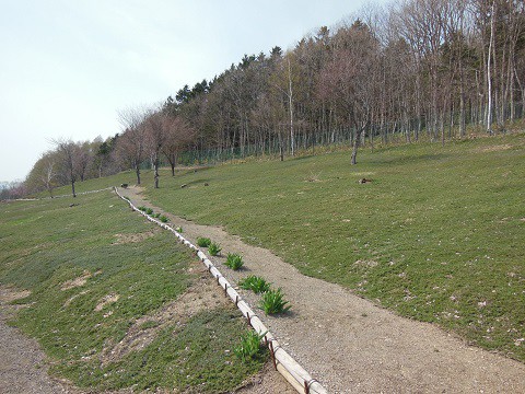 4月30日 滝上町 今日の芝ざくら滝上公園2015・・・6後編