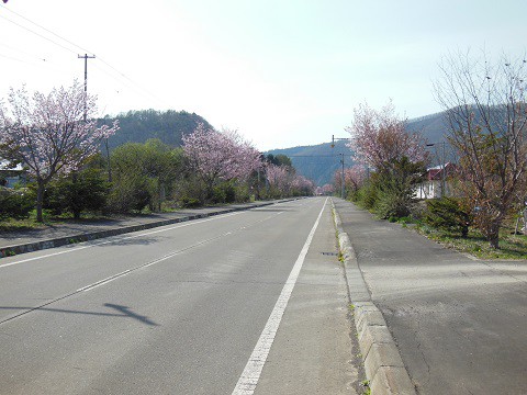 5月2日　滝上町　濁川方面の桜とコブシ　ちょっとだけ錦仙峡のコブシ