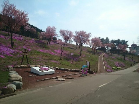 今日の芝ざくら滝上公園