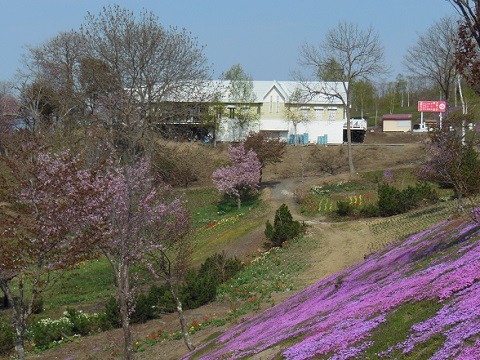 5月4日 滝上町 今日の芝ざくら滝上公園2015・・・8