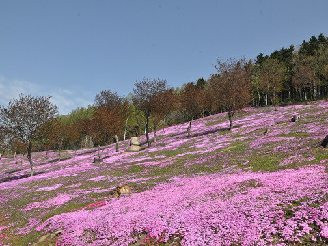 5月6日 滝上町 今日の芝ざくら滝上公園2015・・・9前編