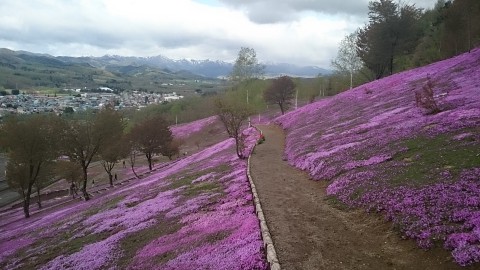 5月9日 滝上町   今の芝ざくら滝上公園