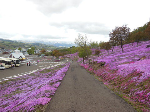 5月9日 滝上町 今日の芝ざくら滝上公園2015・・・10 午前
