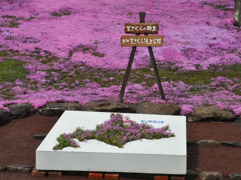 5月9日 滝上町 今日の芝ざくら滝上公園2015・・・10 午後