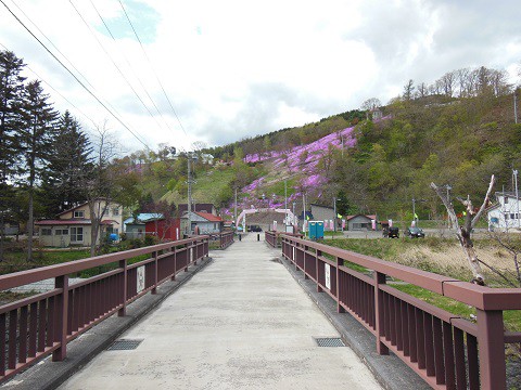 5月10日 滝上町 今日の芝ざくら滝上公園2015・・・11