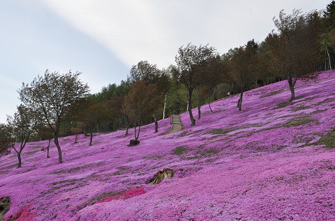 5月11日 滝上町 今日の芝ざくら滝上公園2015・・・12