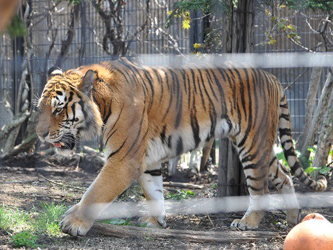 4月29日　旭山動物園　アムールトラ　キリルとザリア