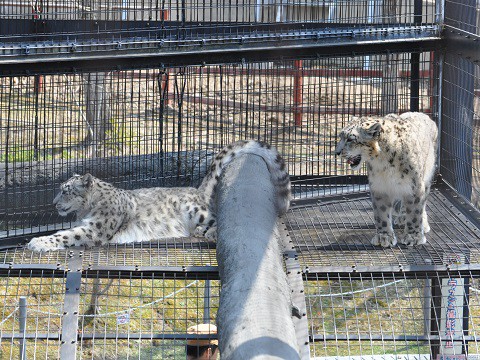 4月29日　旭山動物園　ユキヒョウ　ジーマとヤマト