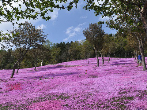 5月13日 滝上町 今日の芝ざくら滝上公園2015・・・13