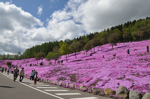 5月16日 滝上町 今日の芝ざくら滝上公園2015・・・15