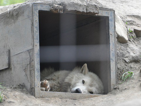 5月12日　旭山動物園　シンリンオオカミ
