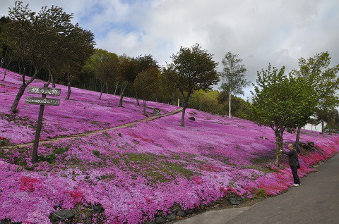5月17日 滝上町 今日の芝ざくら滝上公園2015・・・16 夕方編