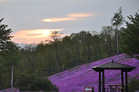 5月18日 滝上町 夕方の芝ざくら滝上公園・・・17 満開宣言