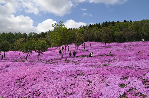 5月20日 滝上町 今日の芝ざくら滝上公園2015・・・18