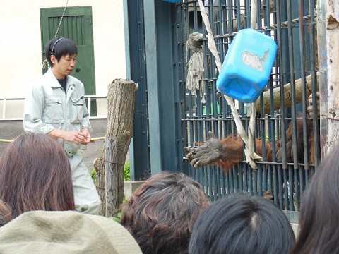 5月12日　旭山動物園　オランウータンのもぐもぐタイム