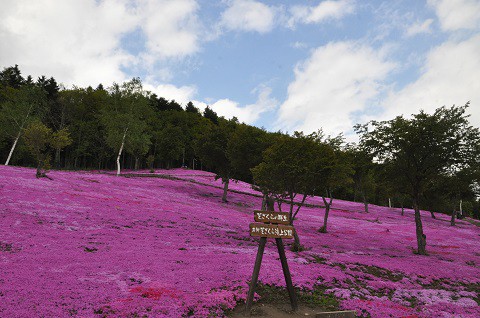 5月22日 滝上町 今日の芝ざくら滝上公園2015・・・19