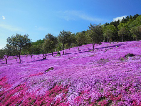 5月23日 滝上町 今日の芝ざくら滝上公園2015・・・20