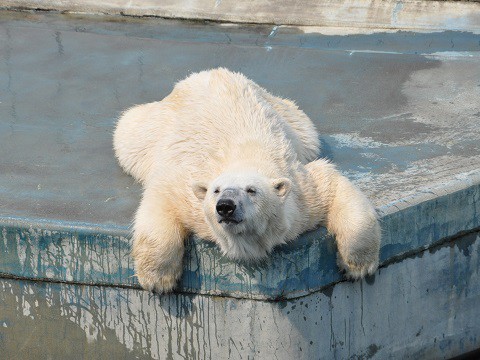 5月24日　釧路市動物園へ行ってきました。