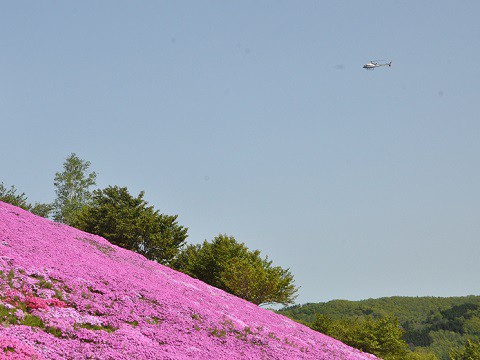 5月25日 滝上町 今日の芝ざくら滝上公園2015・・・21