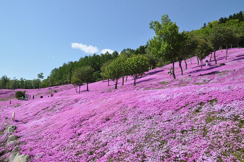 5月27日 滝上町 今日の芝ざくら滝上公園2015・・・22