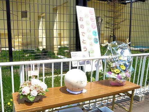 5月24日　釧路市動物園　アムールトラ　ココアのお誕生会