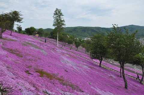 5月29日 滝上町 今日の芝ざくら滝上公園2015・・・23