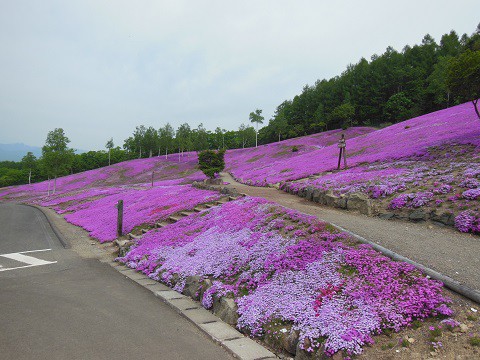5月30日 滝上町 今日の芝ざくら滝上公園・・・24 芝ざくら編