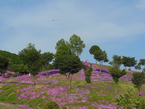 5月30日 滝上町 今日の芝ざくら滝上公園・・・24 遊覧飛行ヘリ編