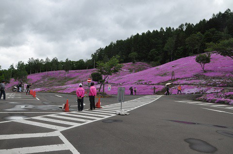 5月31日 滝上町 今日の芝ざくら滝上公園・・・25 芝ざくら編