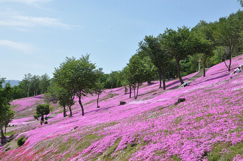 6月1日 滝上町 今日の芝ざくら滝上公園2015・・・26