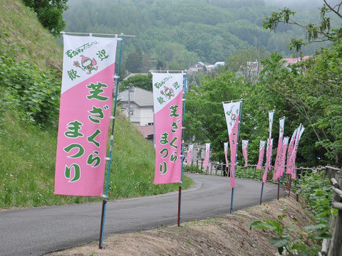 6月3日 滝上町 今日の芝ざくら滝上公園2015・・・27