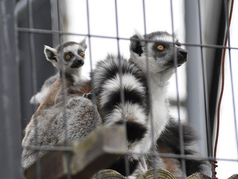 5月12日　旭山動物園　ワオキツネザルの赤ちゃん