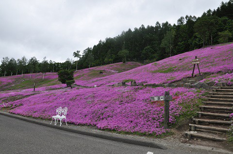 6月5日 滝上町 今日の芝ざくら滝上公園2015・・・28