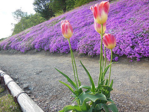 6月7日 滝上町 今日の芝ざくら滝上公園・・・29 おまつり期間終了