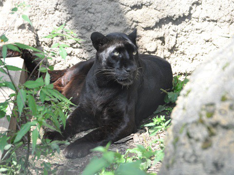 9月1日　旭山動物園　ヒョウ(黒変種)　パック