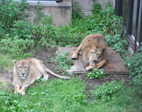 ちょっと懐かしい写真・・・7月7日　旭山動物園　もうじゅう館の仲間たち