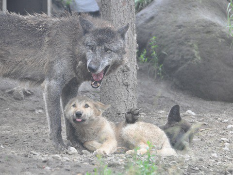 ちょっと懐かしい写真・・・7月7日　旭山動物園　シンリンオオカミたち