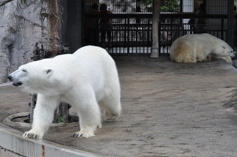 ちょっと懐かしい写真・・・7月7日　旭山動物園　ホッキョクグマたち