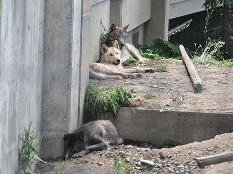 ちょっと懐かしい写真・・・7月12日　旭山動物園　シンリンオオカミ