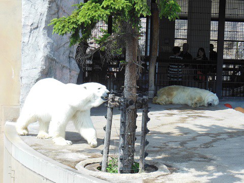 ちょっと懐かしい写真・・・7月12日　旭山動物園　ホッキョクグマの午睡