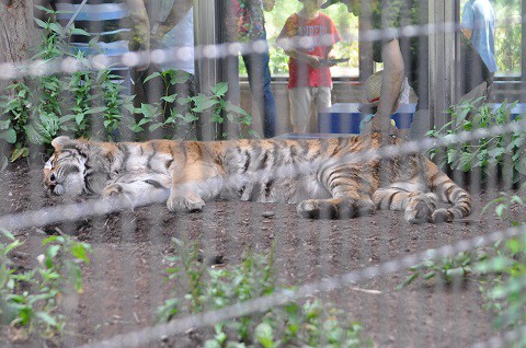 ちょっと懐かしい写真・・・7月12日　旭山動物園　もうじゅう館