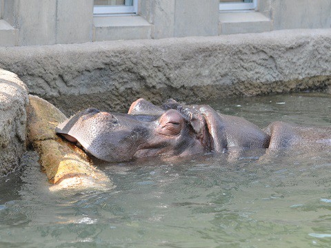 ちょっとだけ懐かしい写真・・・7月12日　旭山動物園　カバ