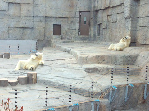 懐かしい写真シリーズ・・・円山動物園　ホッキョクグマ　2年前のお姉様