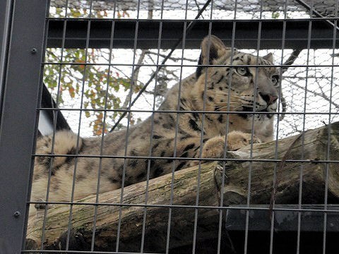 ちょっと前ですが・・・10月4日　円山動物園　アジアゾーン　寒帯館