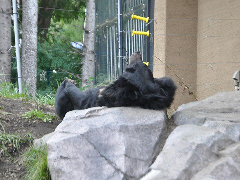 ちょっと前ですが・・・10月4日　円山動物園　アジアゾーン　高山館